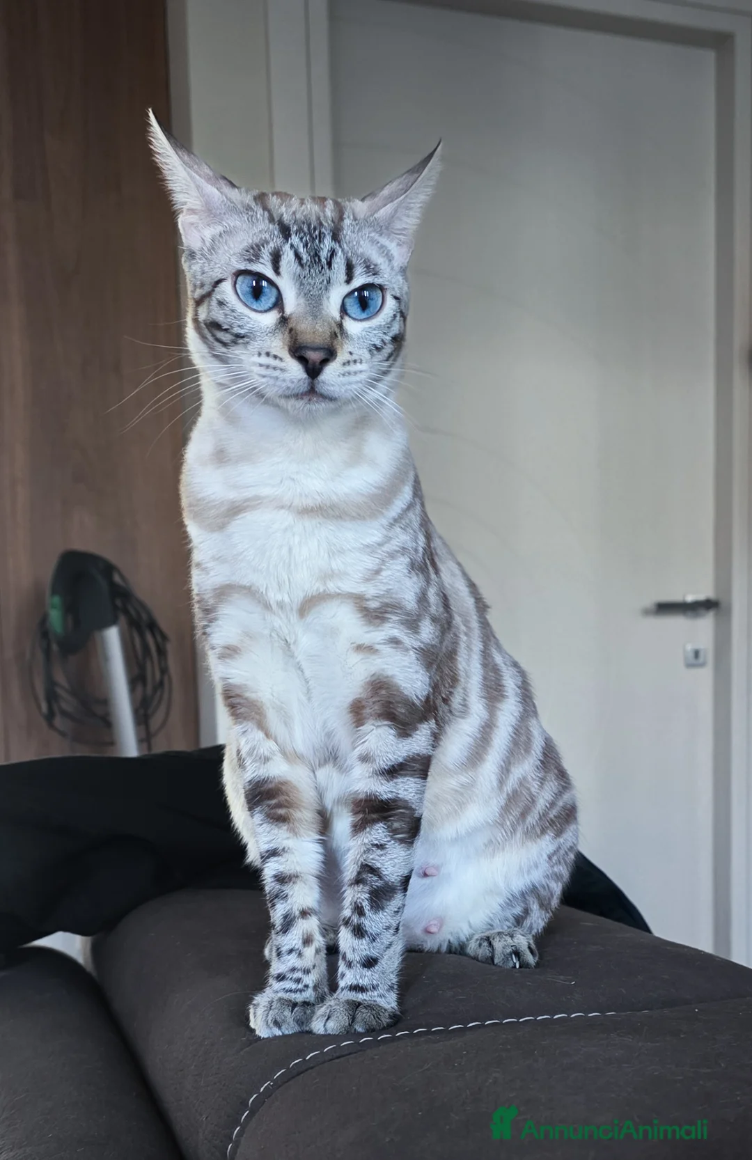 Bengala gatti in vendita: Cuccioli gatto bengala  - Annuncio 29