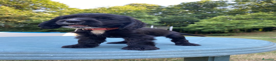 Cocker Cucciolo 4