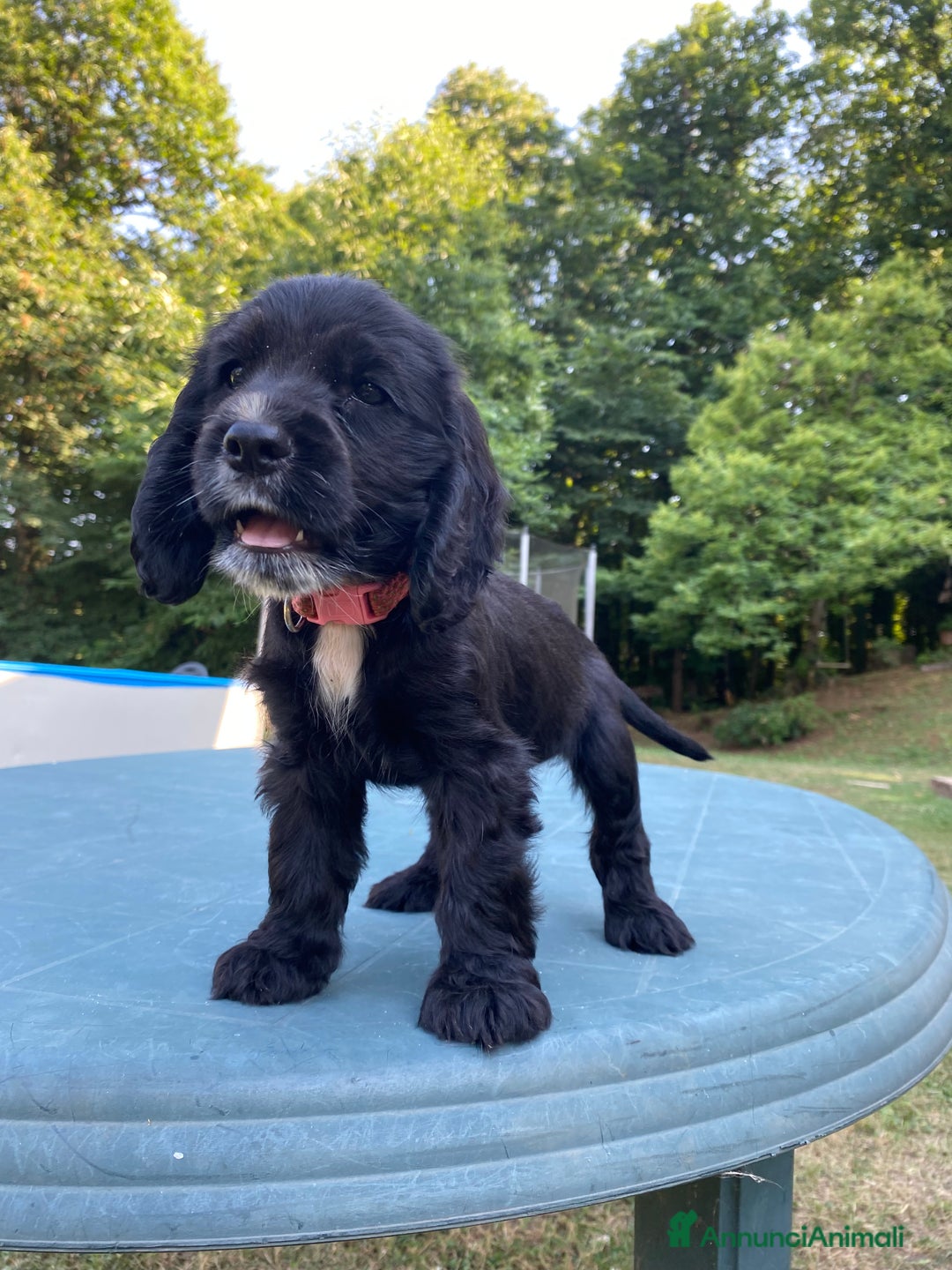 Cocker cani in vendita: Cuccioli di Cocker Spaniel Inglese a Provincia di Frosinone - Immagine 5