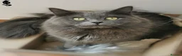 Siberiano gatti per accoppiamento: Gatto siberiano maschio per monte - accoppiamento - Annuncio 5
