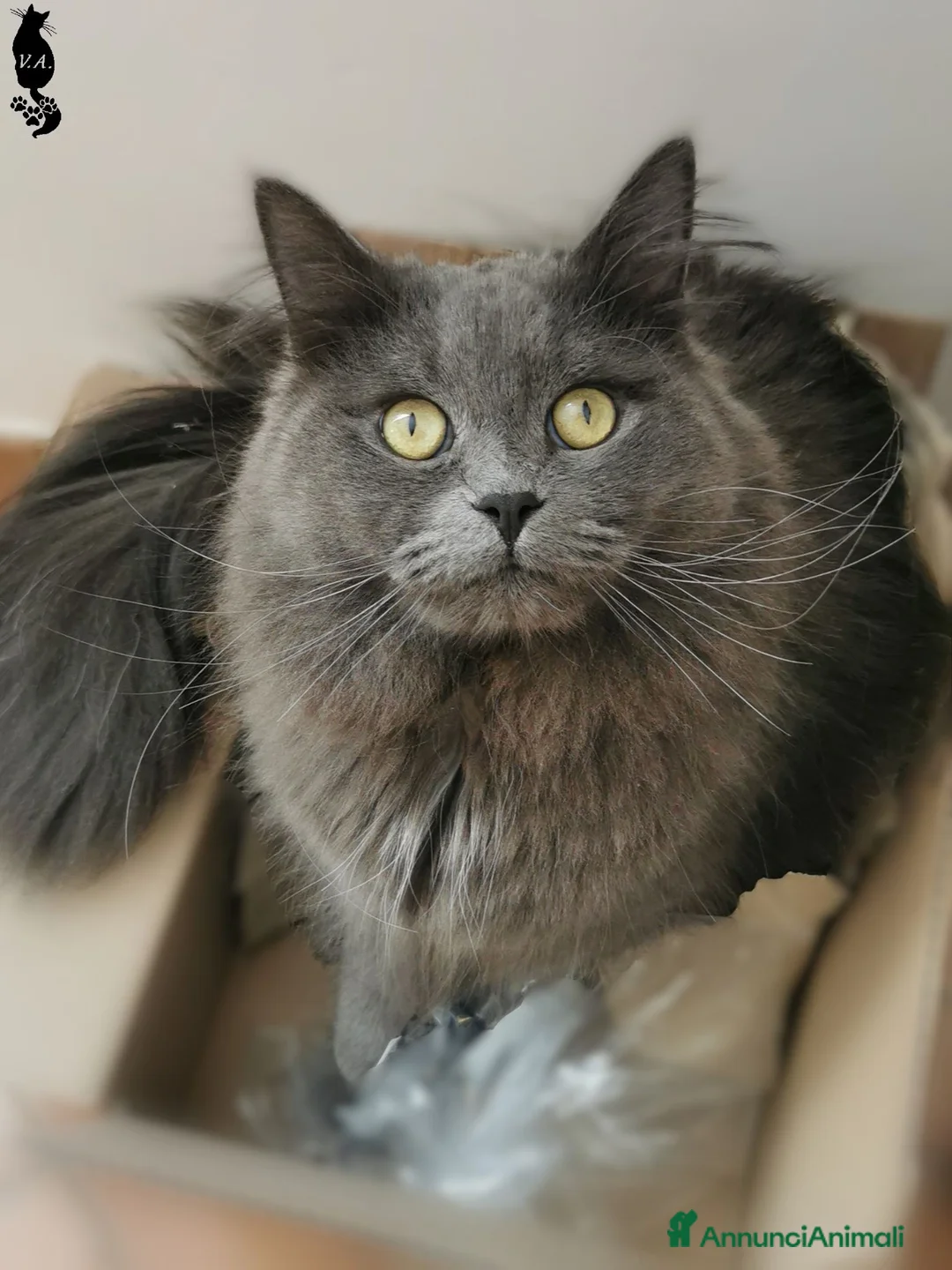 Siberiano gatti per accoppiamento: Gatto siberiano maschio per monte - accoppiamento - Annuncio 5