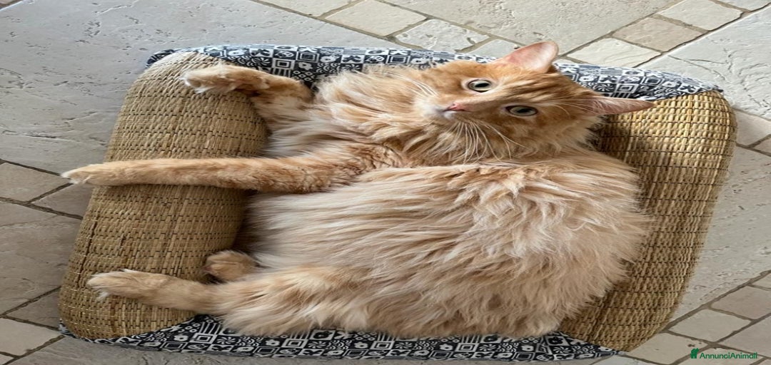 Immagine della galleria {{count}}