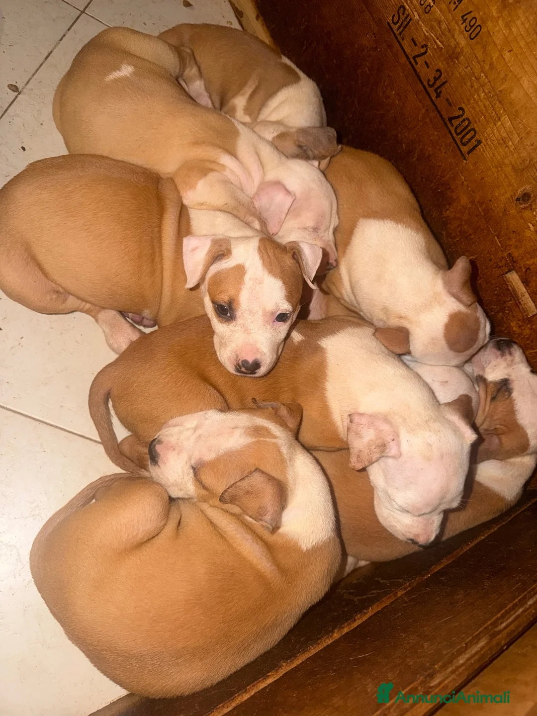 American Staffordshire cani in vendita: Amstaff ultimi due cuccioli  - Annuncio 2