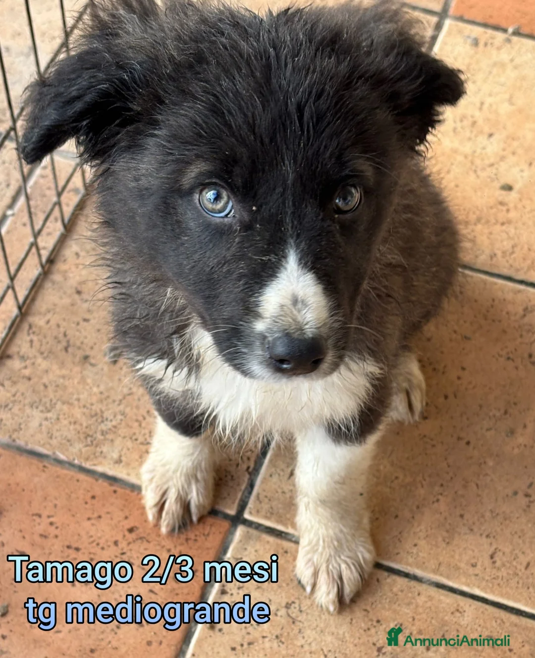 Meticcio cani in regalo: SALVA LA VITA A UN CUCCIOLO  - Annuncio 7