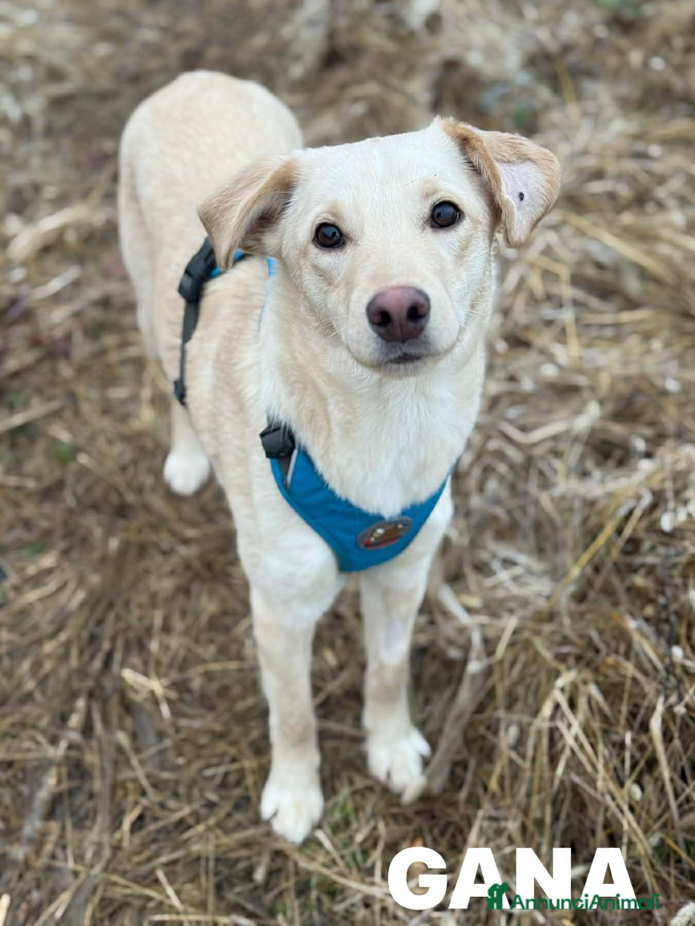 Meticcio cani GANA, cucciola super coccolona! Mini Labradorina - Annuncio 6