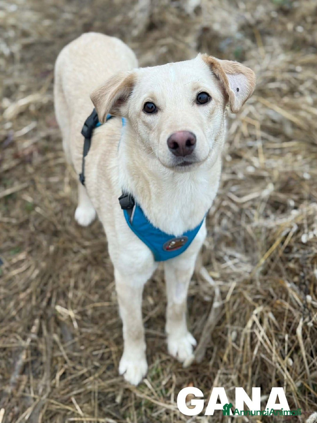 Meticcio cani in regalo: GANA, cucciola super coccolona! Mini Labradorina - Annuncio 1