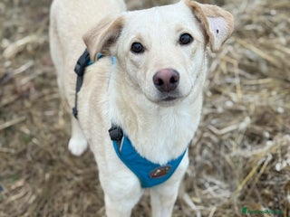 Meticcio cani GANA, cucciola super coccolona! Mini Labradorina - Annuncio 6
