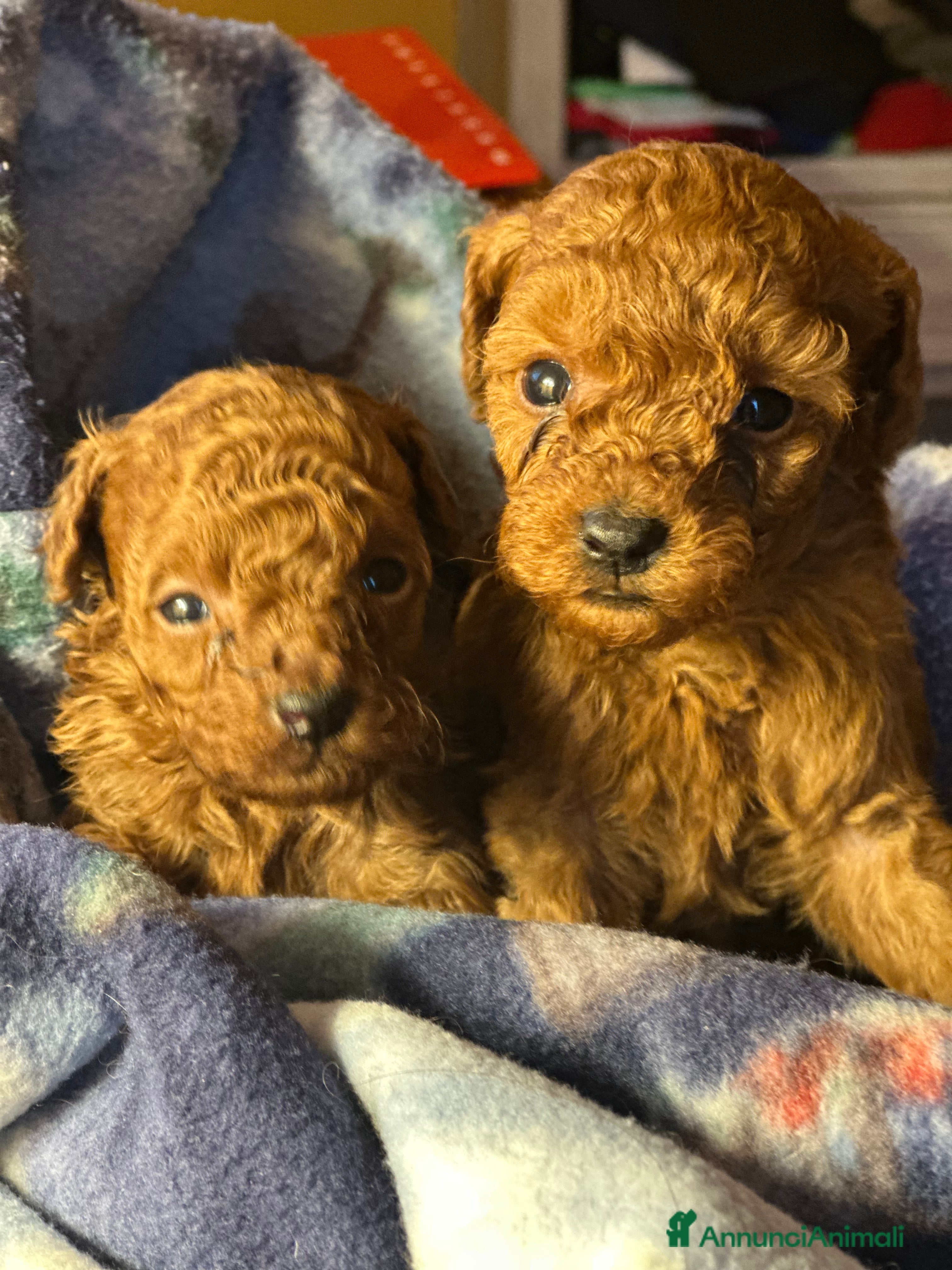 Barboncino Toy cani Cuccioli Barbone toy color fulvo - Annuncio 1