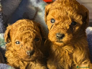 Barboncino Toy cani Cuccioli Barbone toy color fulvo - Annuncio 4