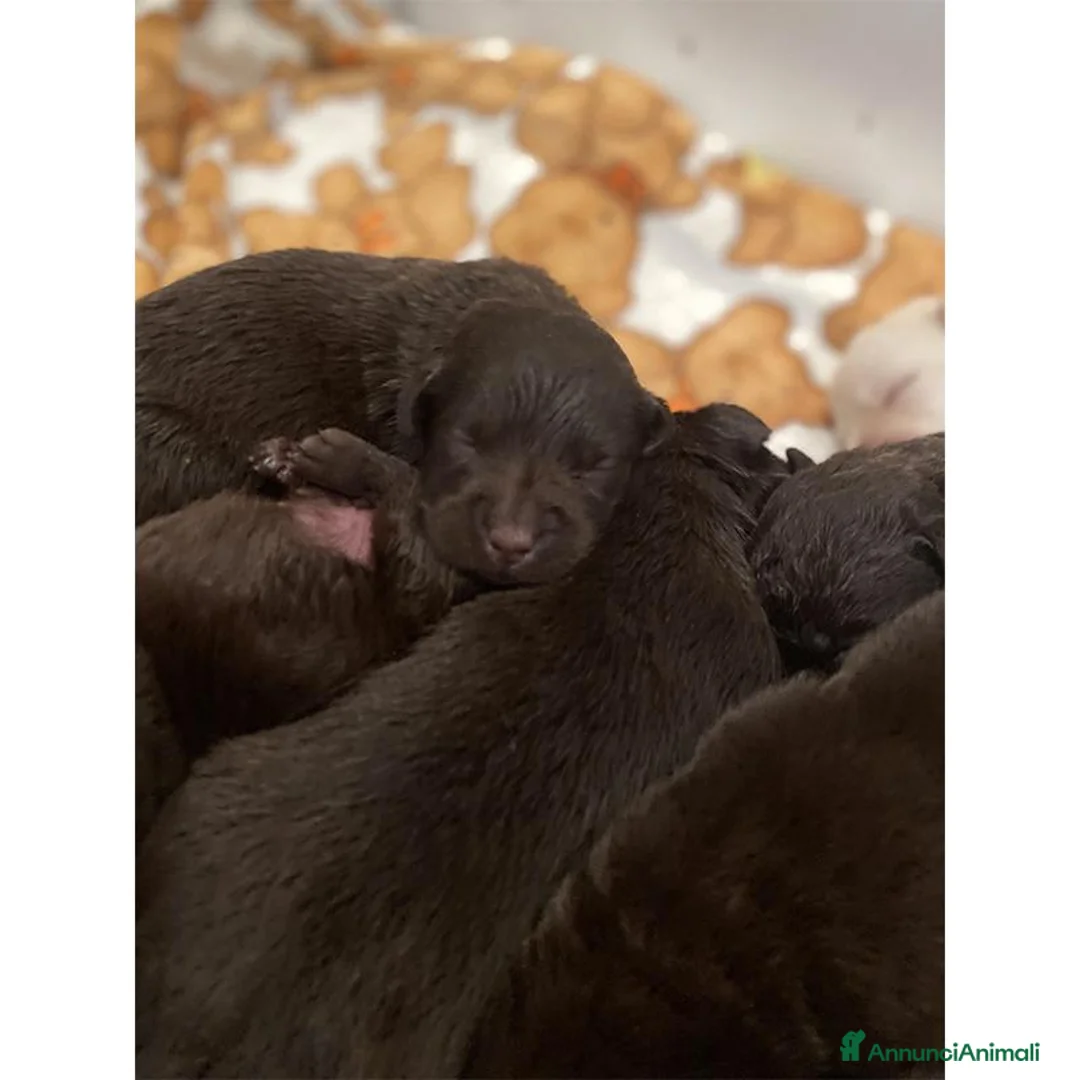 Labrador cani in vendita: Cuccioli Labrador Retriever Chocolate - Annuncio 1