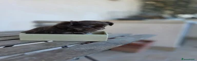 Chihuahua 1