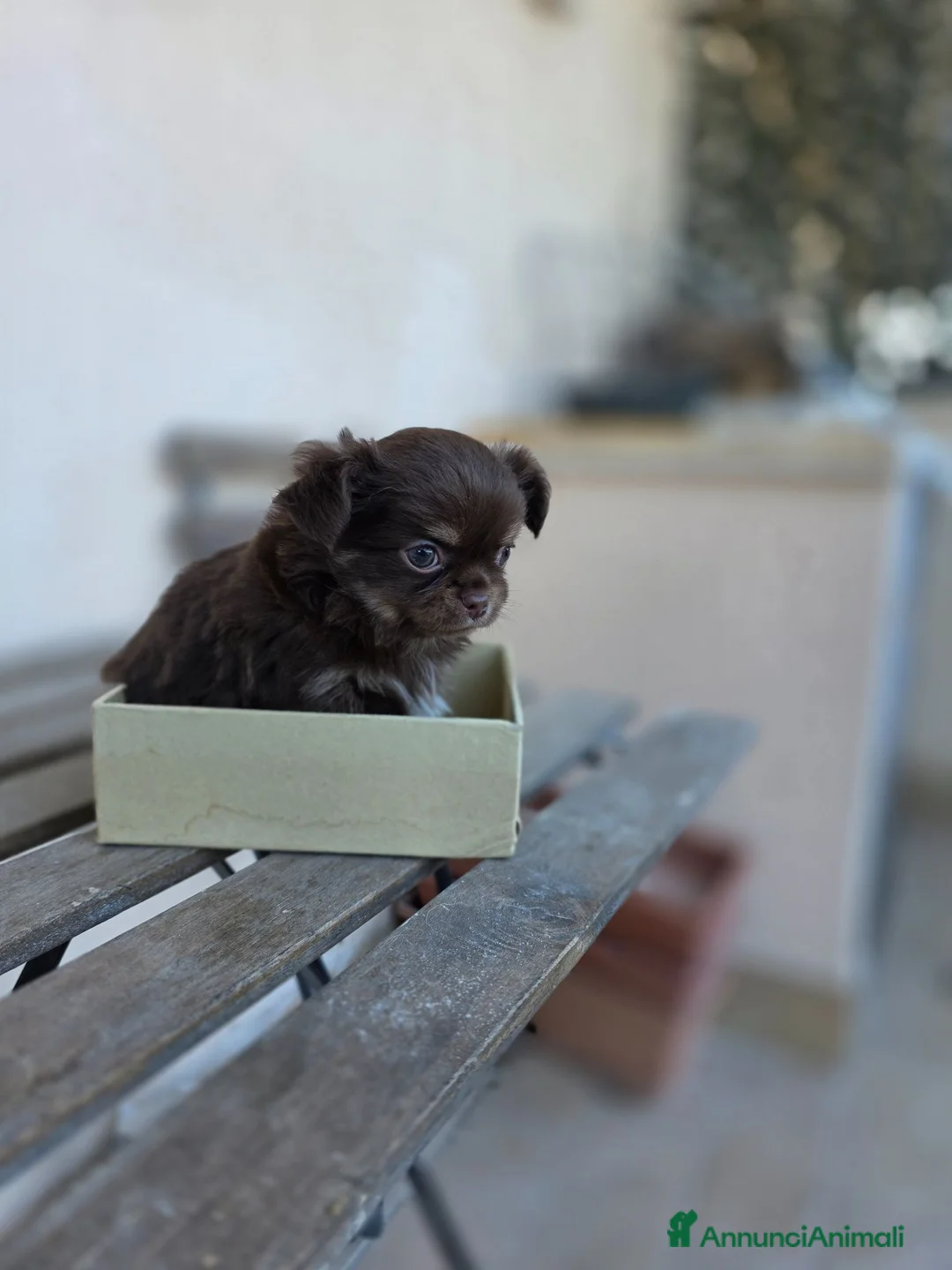 Chihuahua cani in vendita: Splendido cucciolo Chihuahua cioccolato tricolor a Città metropolitana di Roma Capitale - Annuncio 2