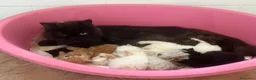 Persiano gatti in vendita: Persiano femmina  - Annuncio 1
