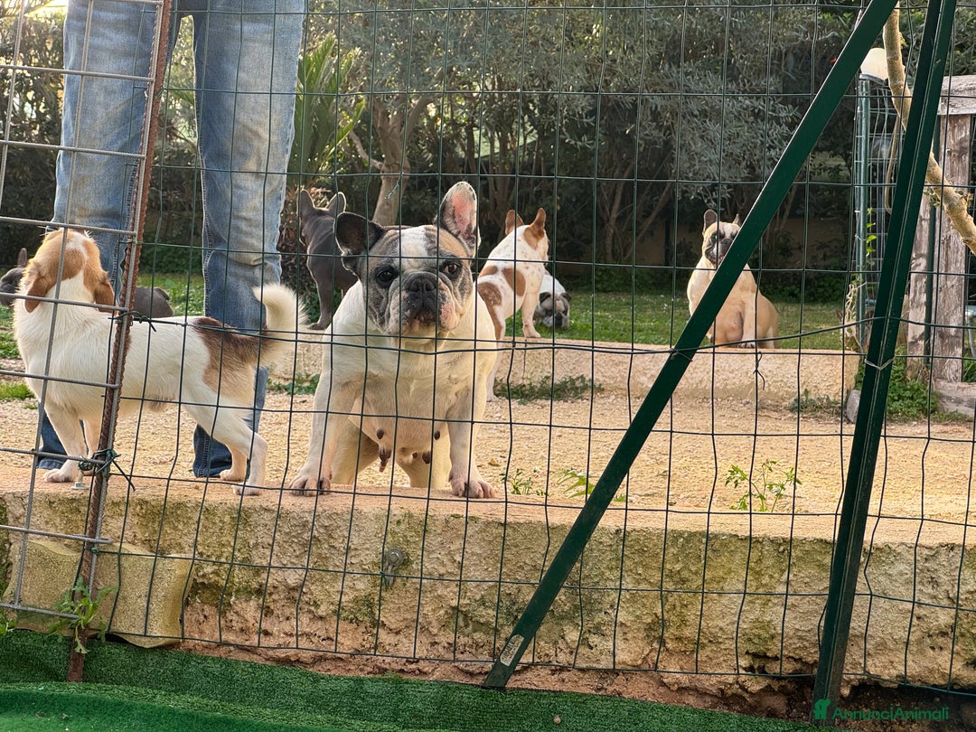 Bulldog Francese cani in vendita: Bulldog francese maschi esotici - Annuncio 22