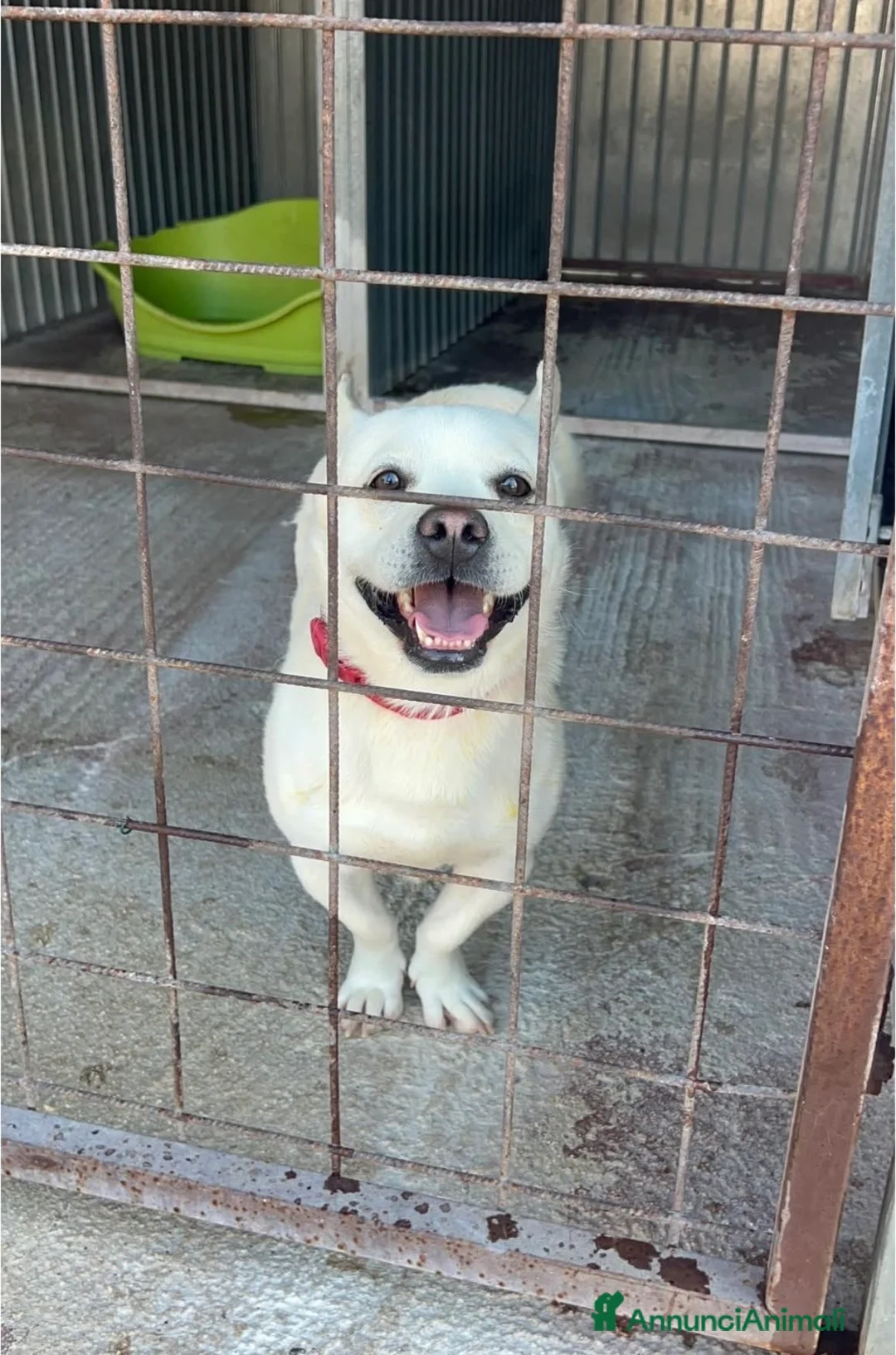 Meticcio cani in regalo: Fischietto un cagnolino speciale  - Annuncio 8