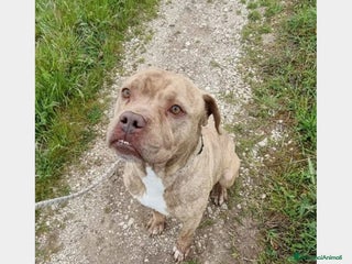 Meticcio cani Grino, meraviglioso simil pittbull cane maschio a Latina - Annuncio 4