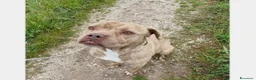 Meticcio cani in regalo: Grino, meraviglioso simil pittbull cane maschio a Latina - Annuncio 1