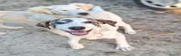 Meticcio cani in regalo: COPPA 🩷 una timidina dal cuore dolce a Provincia di Ancona - Annuncio 5