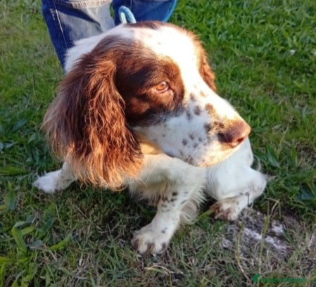Springer Spaniel Inglese cani Springer Spaniel 5anni FINITO IN CANILE.PADOVA - Annuncio 1