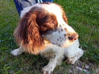 Springer Spaniel Inglese cani Springer Spaniel 5anni FINITO IN CANILE.PADOVA - Annuncio 3