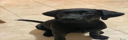 Labrador cani in vendita: Cuccioli di Labrador Retriever  - Annuncio 4