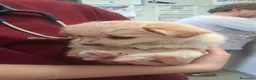 Meticcio cani in regalo: Cucciola meravigliosa  - Annuncio 2