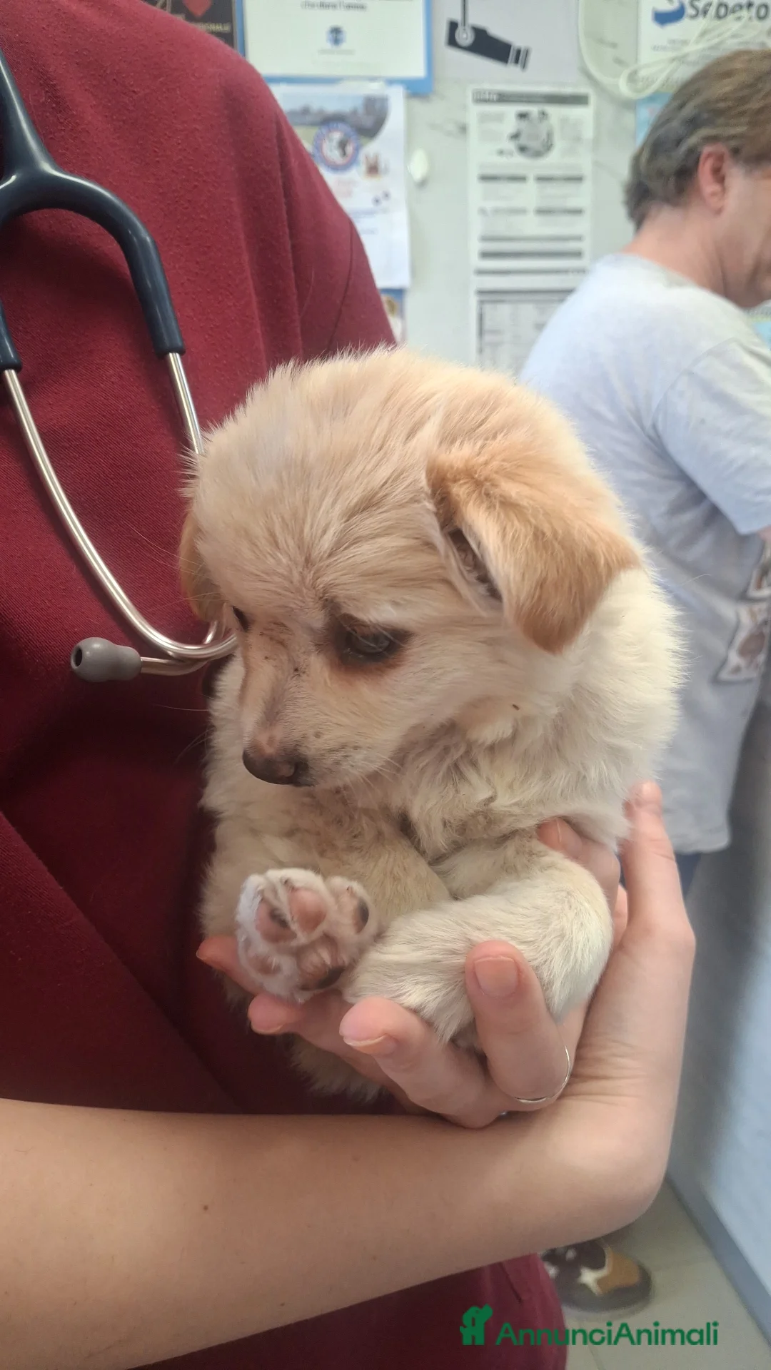 Meticcio cani in regalo: Cucciola meravigliosa  - Annuncio 2