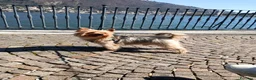Yorkshire cani per accoppiamento: Maschio per accoppiamento, cerco femmina a Provincia di Asti - Annuncio 12
