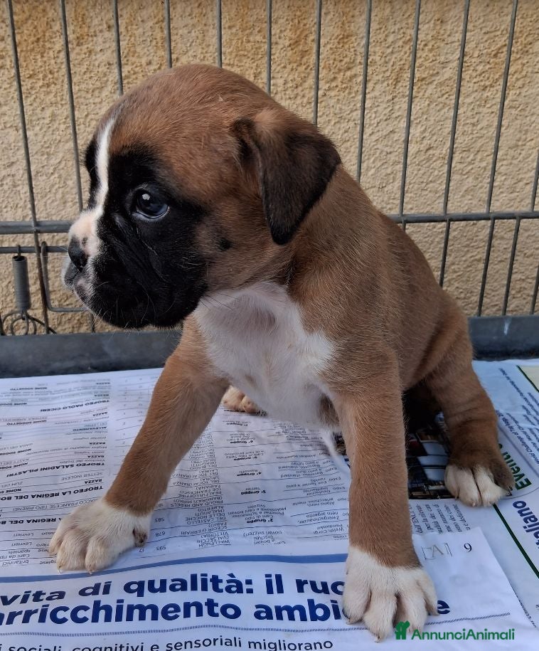 Boxer cani in vendita: boxer cuccioli  - Annuncio 4