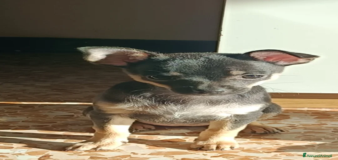 Immagine della galleria {{count}}