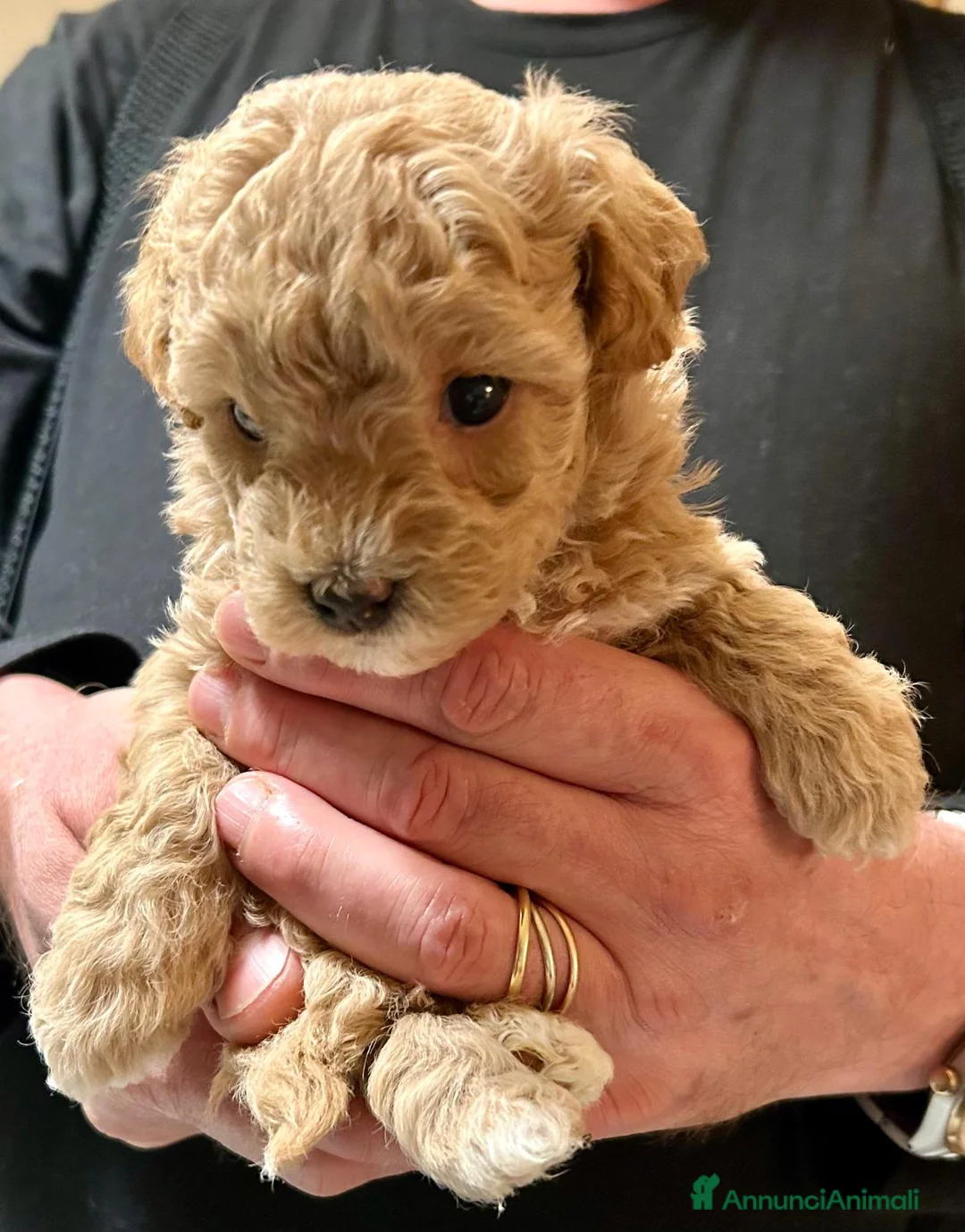 Maltipoo cani in vendita: Maltipoo  - Annuncio 2