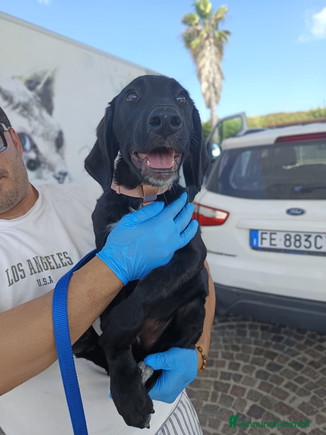 Meticcio cani in regalo: Giusy, cucciolona dolcissima e affettuosissima a Provincia di Modena - Immagine 10