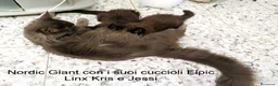 Maine Coon gatti in vendita: Magnifici Cuccioli di Maine Coon disponibili - Annuncio 3