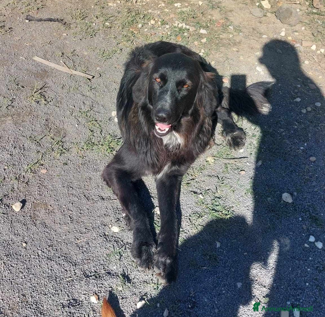 Meticcio cani in regalo: DOLCISSIMA POLI IN REGALO a Città metropolitana di Catania - Annuncio 4