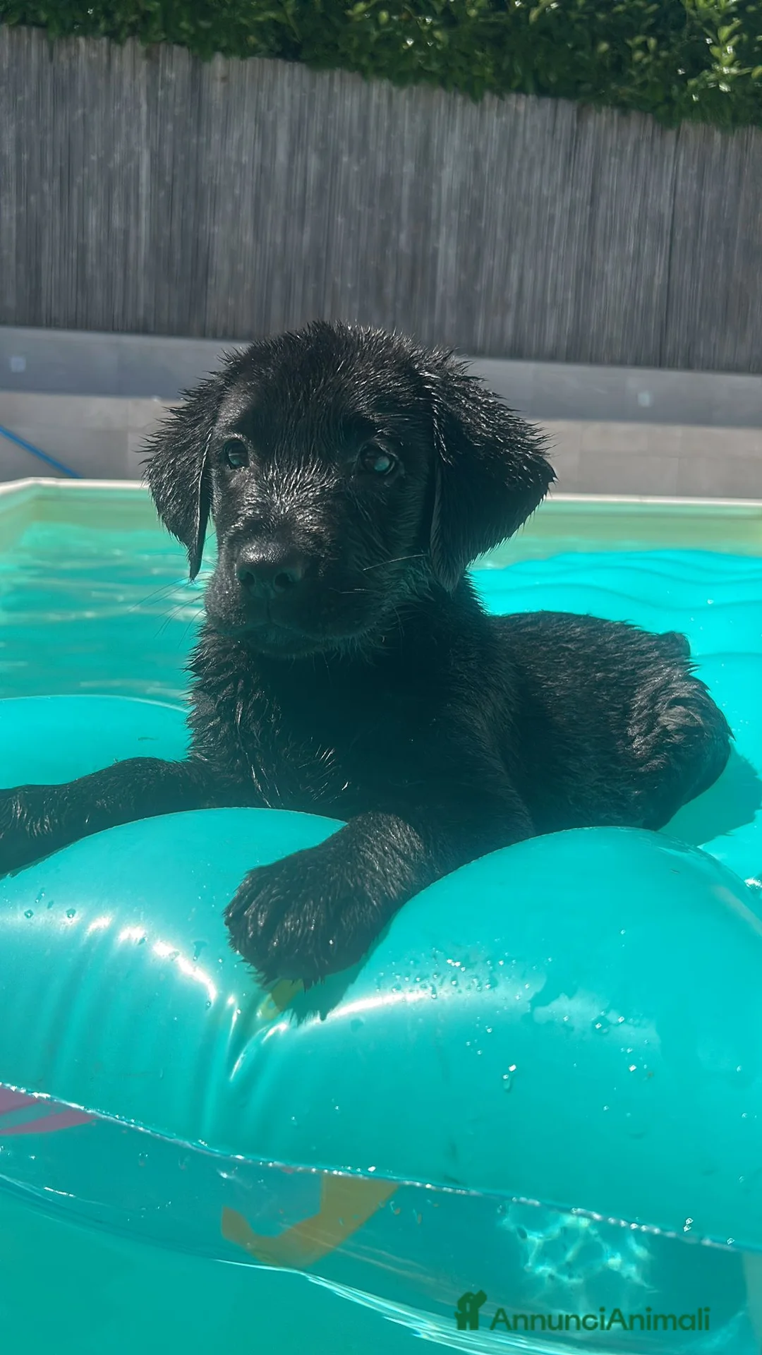 Labrador cani in vendita: Cuccioli di Labrador Retriever  nwri - Annuncio 2