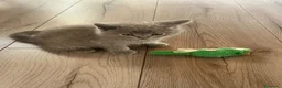 Scottish gatti in vendita: Gattini Scottish - Annuncio 5