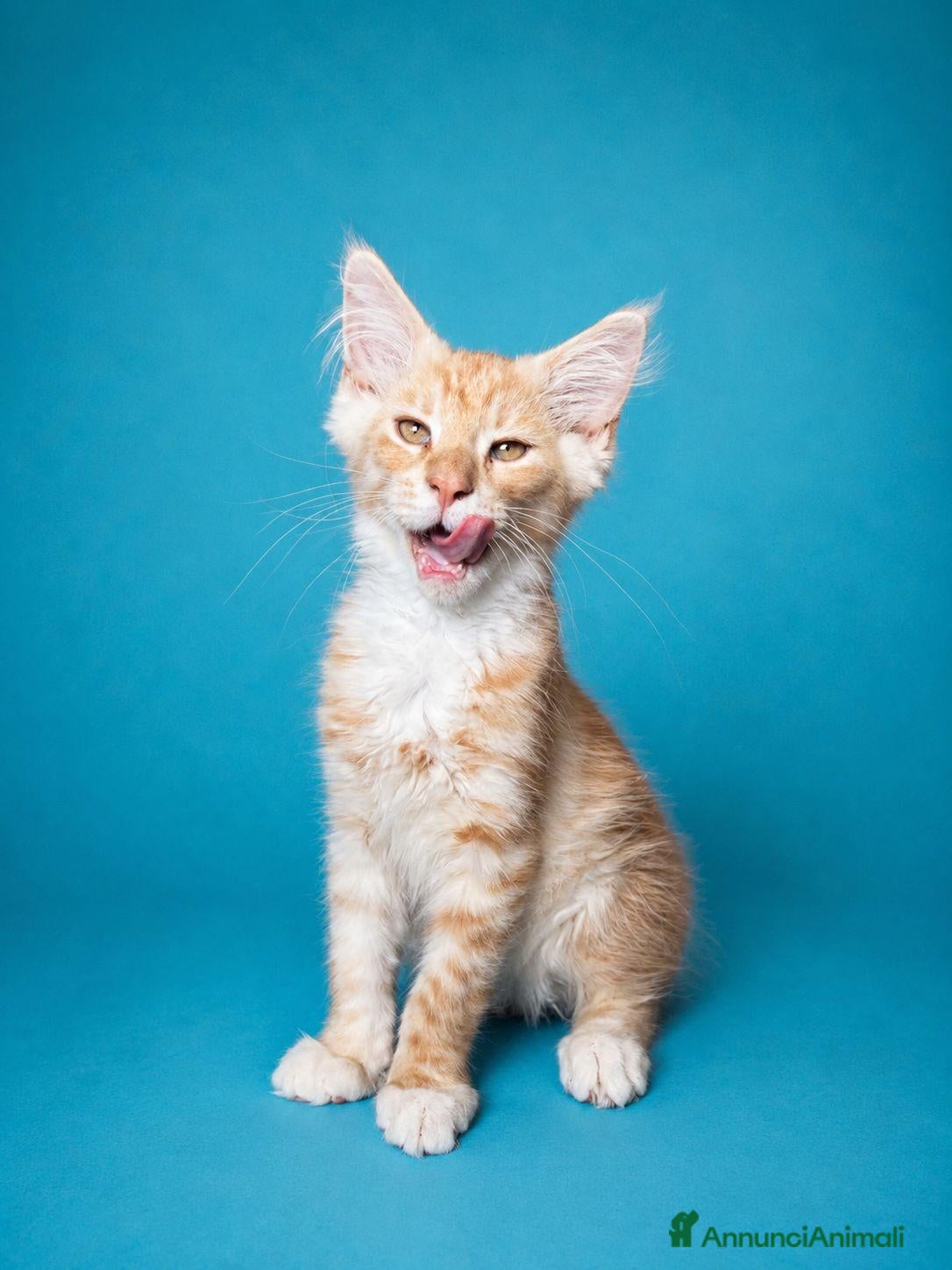 Maine Coon gatti Maschietti di Cuccioli Maine Coon  - Annuncio 21