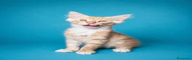 Porthos - Red silver tabby con bianco 