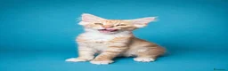 Maine Coon gatti in vendita: Maschietti di Cuccioli Maine Coon  - Annuncio 1