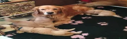 Golden Retriever cani in vendita: Golden Retriever Americano con Pedigree a Provincia di Livorno - Annuncio 1
