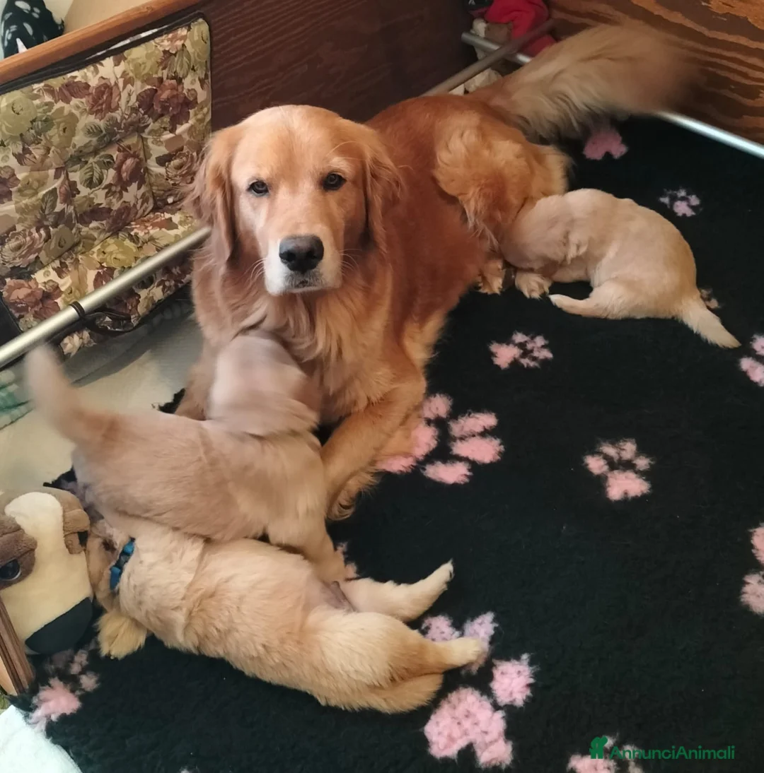 Golden Retriever cani in vendita: Golden Retriever Americano con Pedigree a Provincia di Livorno - Annuncio 1