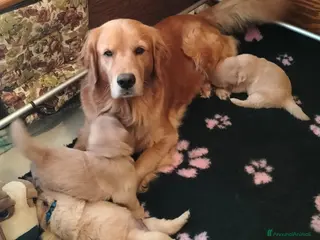 Golden Retriever cani Golden Retriever Americano con Pedigree - Annuncio 4