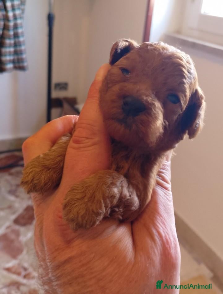 Barboncino Toy cani Cuccioli di barboncino Toy Red - Annuncio 11