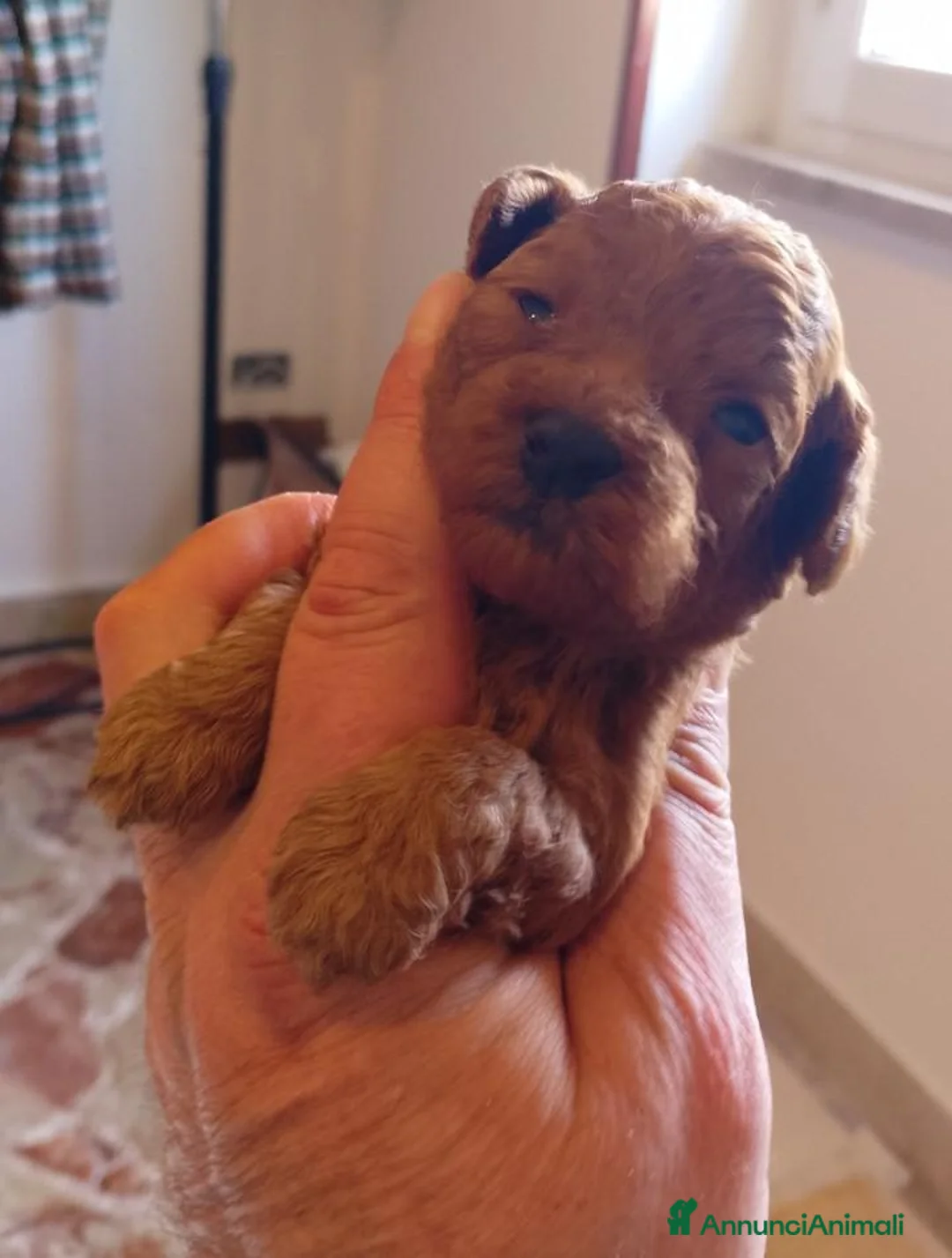 Barboncino Toy cani in vendita: Cuccioli di barboncino Toy Red - Annuncio 1