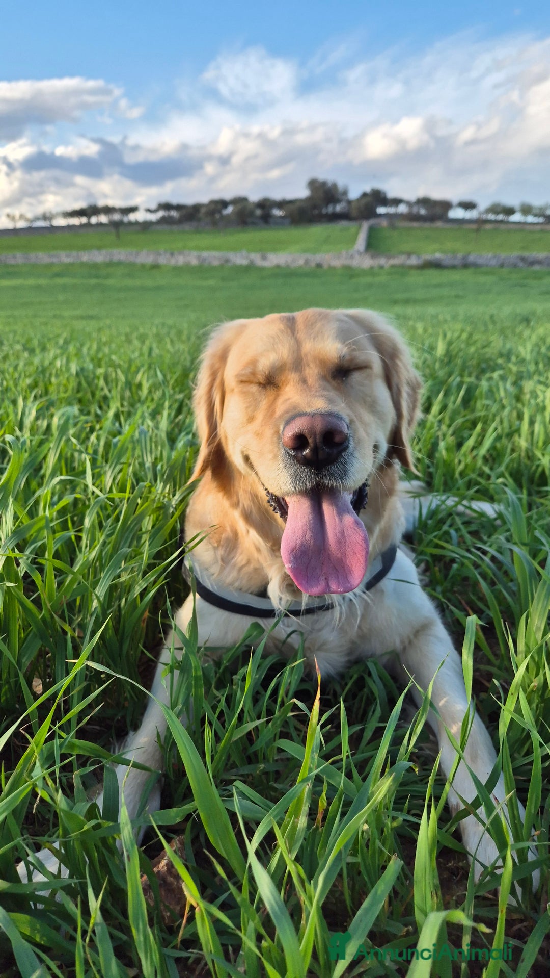 Golden Retriever cani in vendita: Cucciole di Golden Retriever - Annuncio 8