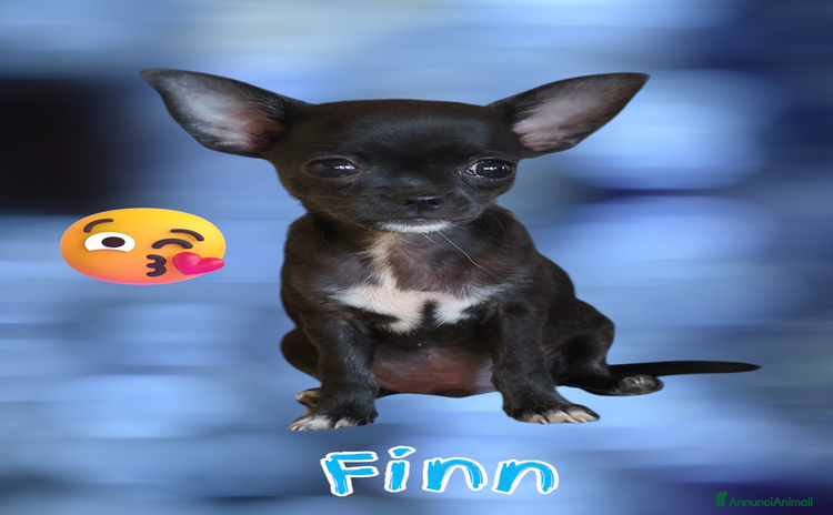 Chihuahua cani a Provincia di Brescia - Annuncio 17