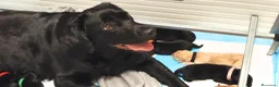 Labrador cani in vendita: Cuccioli di Labrador retriever neri - Annuncio 15