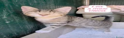Europeo gatti in regalo: Urgenti famiglie per questi gattini  a Provincia di Monza e della Brianza - Annuncio 7
