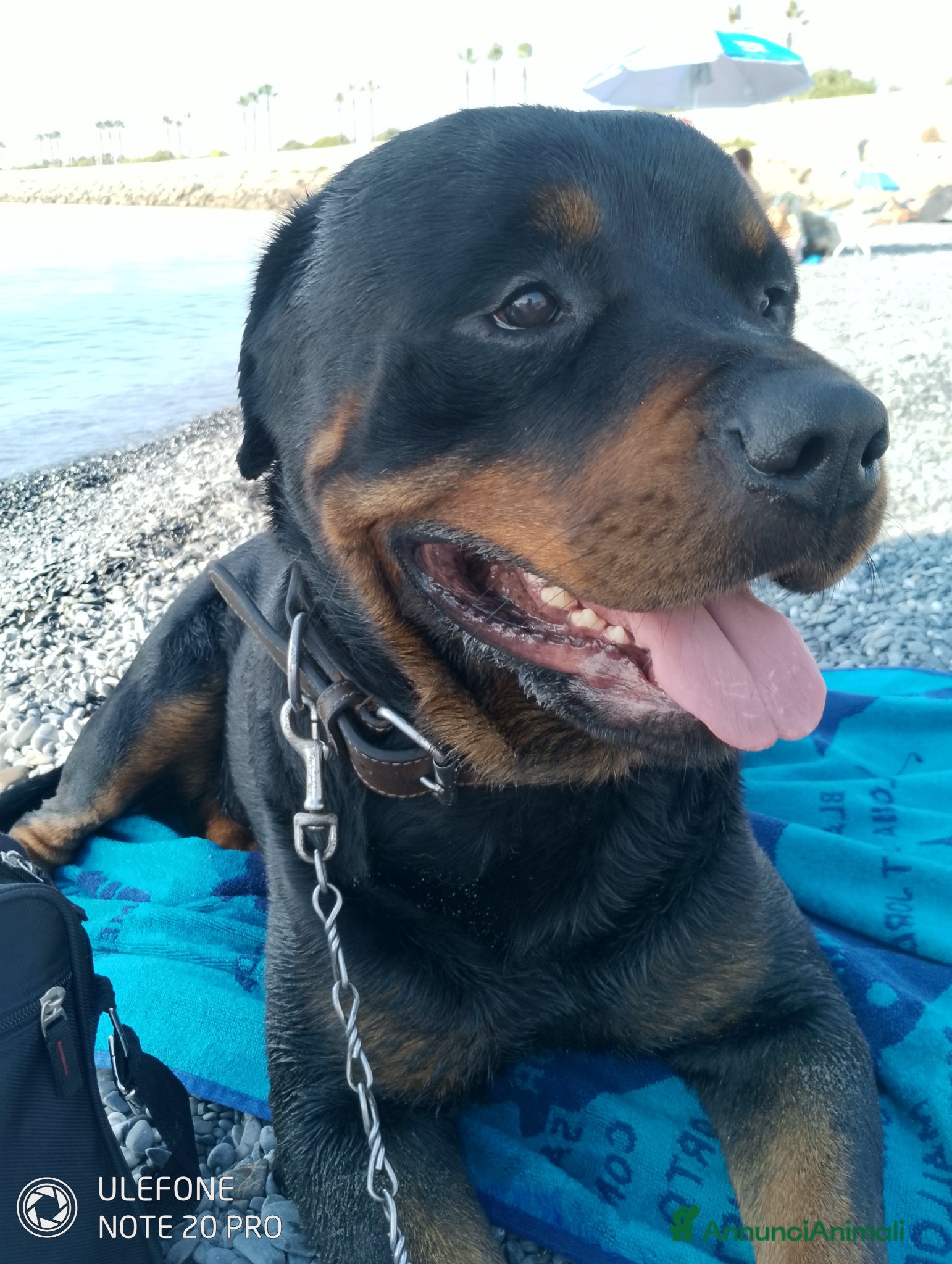 Rottweiler cani Cane maschio per monta  - Annuncio 1