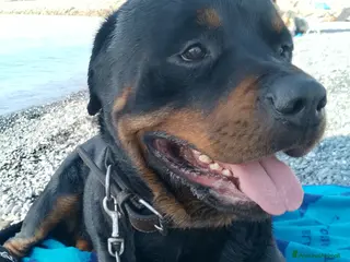 Rottweiler cani Cane maschio per monta - Annuncio 1